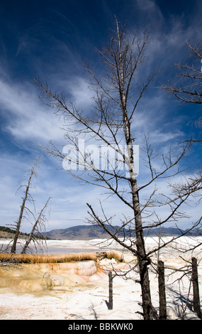 La région de Terrance Drive Mammoth Hot Springs Parc National de Yellowstone au Wyoming USA Banque D'Images