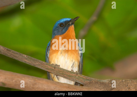 Tickell's Blue Flycatcher, Bandhavgarh National Park, le Madhya Pradesh, en Inde. Banque D'Images