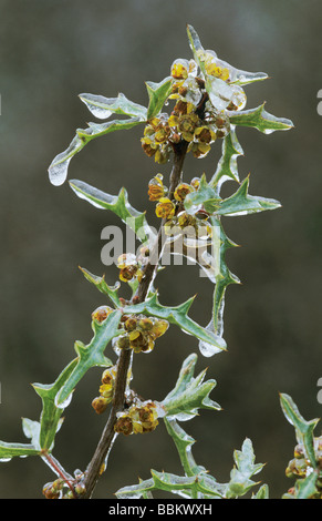 Mahonia Agarita trifoliolata Berberis trifoliolata blossom après la pluie de glace San Antonio États-Unis Février 2003 Banque D'Images