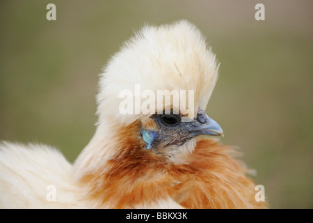 Brahma, poulet poulet domestique (Gallus gallus domesticus) Banque D'Images