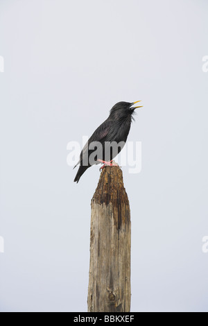 Spotless Starling Sturnus unicolor perché sur le post, le chant à Talarrubias, Espagne en février. Banque D'Images