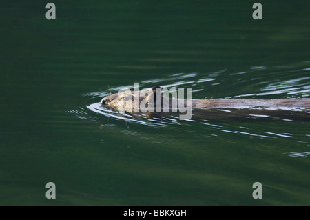 Castor Castor canadensis en natation adultes Creek Ruisseau McDonald Le Glacier National Park du Montana USA Juillet 2007 Banque D'Images