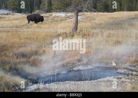 American Bison Bison bison bison Yellowstone NP Wyoming adultes Septembre 2005 Banque D'Images