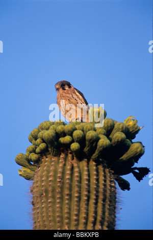 Crécerelle d'Amérique Falco sparverius young le haut de blooming Saguaro cactus Saguaro National Park Tucson Arizona USA Mai Banque D'Images