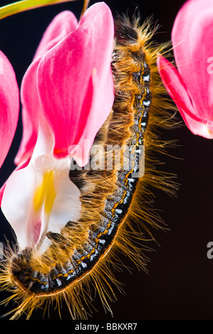 Gros plan d'une chenille sur une fleur rose Banque D'Images