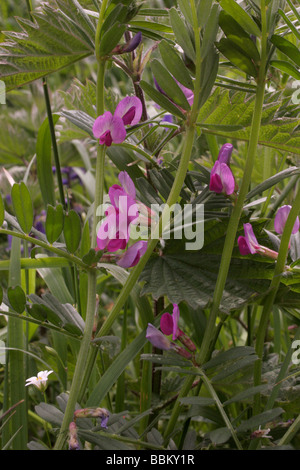 Vesce commune Vicia sativa Fabaceae UK Banque D'Images