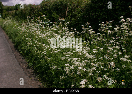 Cow parsley Anthriscus sylvestris Apiaceae UK Banque D'Images