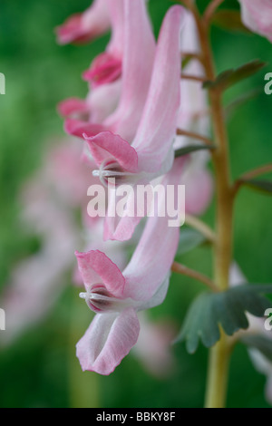 Corydalis solida subsp. solida 'Beth Evans (Fumewort) Banque D'Images