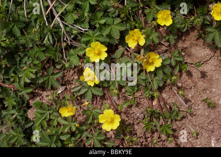 Potentille rampante Potentilla reptans Rosaceae UK Banque D'Images