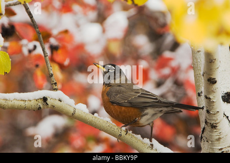 Merle d'Amérique Turdus migratorius mâle dans fallcolors tremble Le Grand Teton NP Wyoming Septembre 2005 Banque D'Images