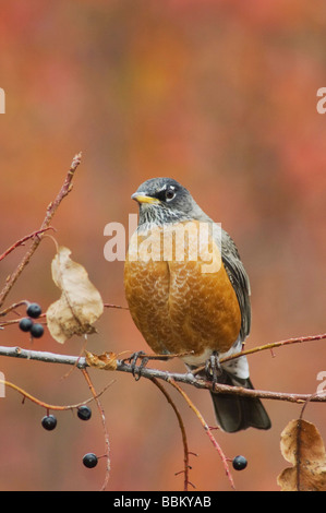 Merle d'Amérique Turdus migratorius homme mangeant des baies d'aubépine Crataegus douglasii fallcolors noir Grand Teton NP neige Banque D'Images