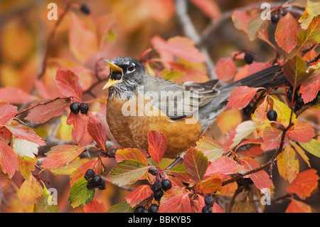 Merle d'Amérique Turdus migratorius homme mangeant des baies d'aubépine Crataegus douglasii fallcolors noir Grand Teton NP neige Banque D'Images