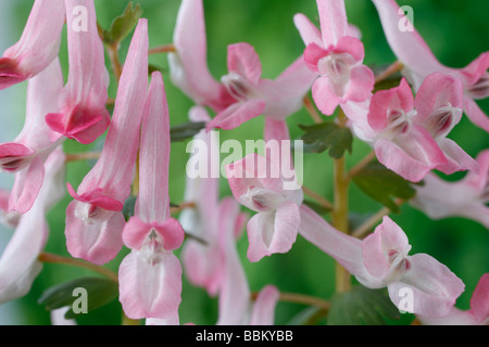 Corydalis solida subsp. solida 'Beth Evans (Fumewort) Banque D'Images