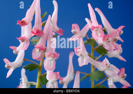 Corydalis solida subsp. solida 'Beth Evans (Fumewort) Banque D'Images