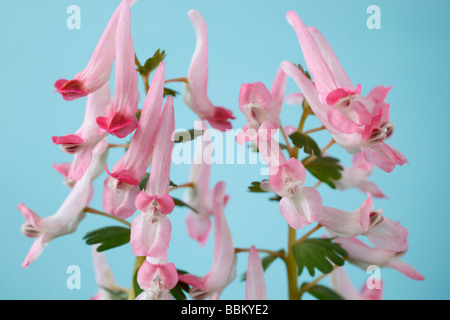 Corydalis solida subsp. solida 'Beth Evans (Fumewort) Banque D'Images