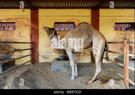 Dromadaire (Camelus dromedarius), National Camel Research Farm, Bikaner, Rajasthan, Inde du Nord, en Asie du Sud Banque D'Images