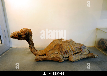 Maman d'un jeune Dromadaire (Camelus dromedarius), National Camel Research Farm, Bikaner, Rajasthan, Inde du Nord comme du Sud, Banque D'Images