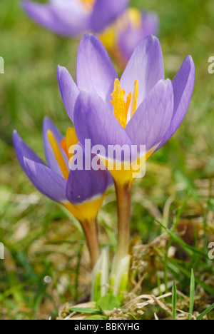 Crocus violet (Crocus sativa), fleurs on meadow Banque D'Images