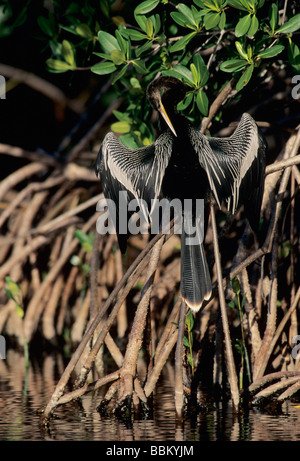 Anhinga Anhinga anhinga homme appelant et sécher les ailes sur palétuvier Ding Darling NWR Sanibel Island Florida Banque D'Images