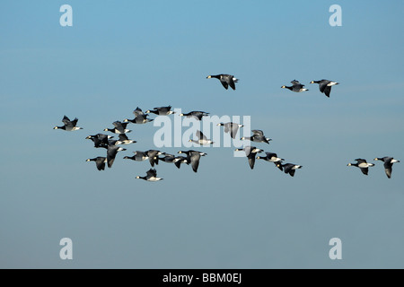 Bernache nonnette (Branta leucopsis), nuée d'oiseaux, volant Banque D'Images