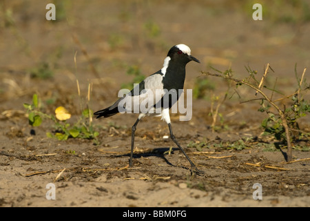 Blacksmith sociable (Vanellus armatus), Chobe National Park, Botswana, Africa Banque D'Images