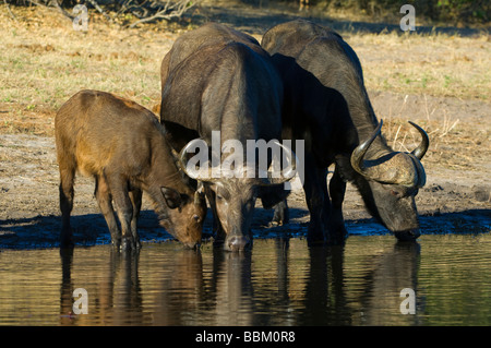 Le Buffle africain (Syncerus caffer), boire, Chobe National Park, Botswana, Africa Banque D'Images