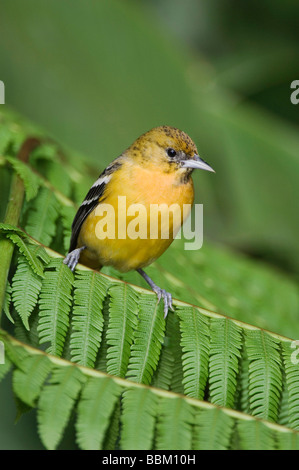 L'Oriole de Baltimore Icterus galbula femme perché sur fougère arborescente de la vallée centrale du Costa Rica Amérique centrale Décembre 2006 Banque D'Images