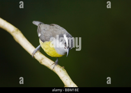 Sucrier à ventre jaune Coereba flaveola jeune sur Fleur de Gingembre Famille Vallée Centrale Costa Rica Amérique centrale Décembre 2006 Banque D'Images