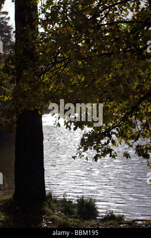 L'automne dans la forêt de Dean 2008 England UK Banque D'Images