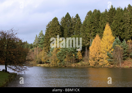 L'automne dans la forêt de Dean 2008 England UK Banque D'Images