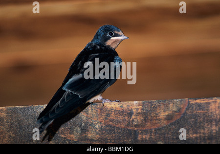 Hirondelle rustique Hirundo rustica des jeunes à l'envol dans la région de Grange nouvellement Oberaegeri Suisse Juillet 1997 Banque D'Images