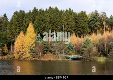 L'automne dans la forêt de Dean 2008 England UK Banque D'Images