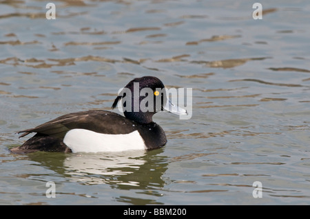 Fuligule morillon (Aythya fuligula) Banque D'Images