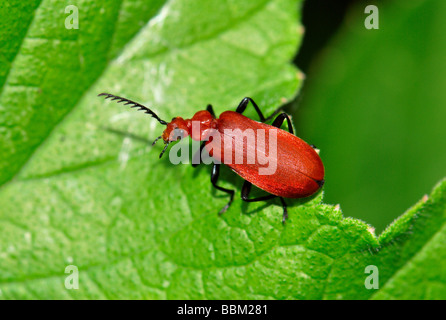 (Pyrochroa serraticornis Cardinal Beetle) sur la feuille. Banque D'Images