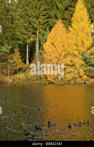 L'automne dans la forêt de Dean 2008 England UK Banque D'Images