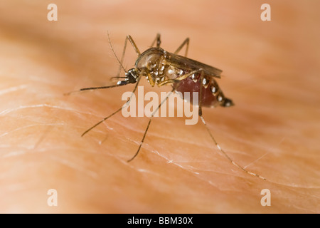 Femelle moustique de la fièvre jaune (Aedes aegypti) mordant un bras humain Banque D'Images