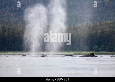 Les baleines à bosse (Megaptera novaeangliae), les baleines à fanons, Inside Passage, Alaska, USA Banque D'Images