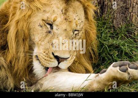 Lion léchant paw - Masai Mara National Reserve, Kenya Banque D'Images