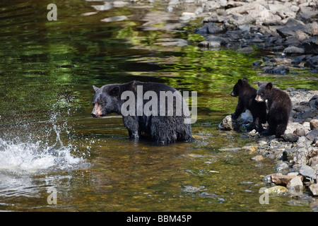 L'ours noir (Ursus americanus), mère d'oursons, Alaska, USA Banque D'Images