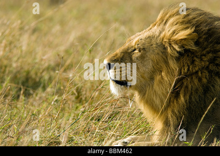 Profil de lion mâle dans le vent - Masai Mara National Reserve, Kenya Banque D'Images