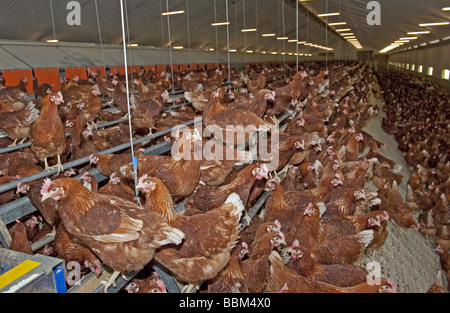 Oeufs de poules pondeuses à l'intérieur du complexe résidentiel de la volaille Banque D'Images