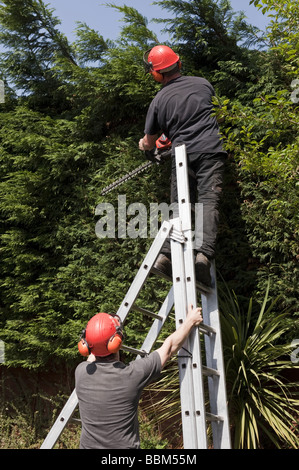 Port du casque tree surgeon fauchage d'une conifrous couverture leylandii cyprès le jardin du haut d'une échelle Banque D'Images