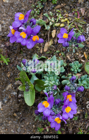 La linaire des Alpes (Linaria alpina), Gamsgrube, jusque Franz-Josefs-Hoehe, Parc National du Hohe Tauern, Carinthie, Autriche, Europe Banque D'Images