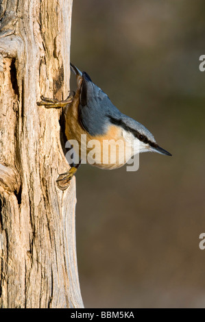 Sittelle Torchepot (Sitta europaea), Stans, Tyrol, Autriche, Europe Banque D'Images