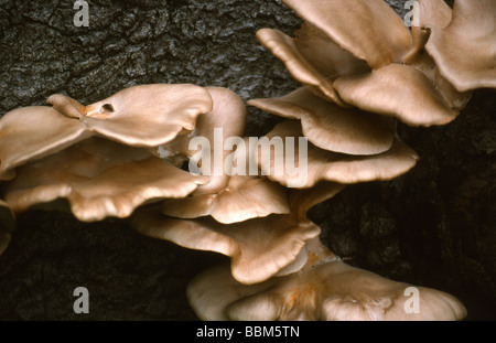 La Pleurote, Pleurotus cornucopiae, Pleurotaceae Banque D'Images