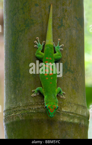 Gecko géant de Madagascar (Phelsuma madagascariensis de jour), la forêt tropicale de Masoala Zoo, Zurich, Suisse, Europe Banque D'Images