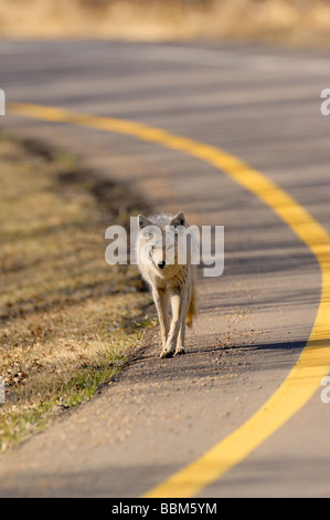 Un adulte western coyote en marchant le long du bord d'une route courbée Banque D'Images