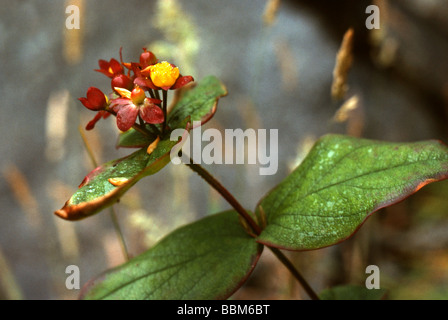 Tutsan, Hypericum androsaemum, Hypericaceae Banque D'Images