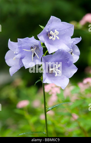 La campanule à feuilles de pêcher (Campanula persicifolia), Schwaz, Tyrol, Autriche, Europe Banque D'Images