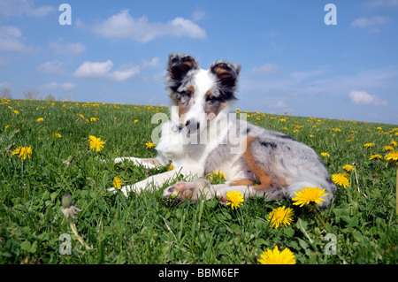 Shetland Sheepdog chiot sur pré herbeux. Banque D'Images